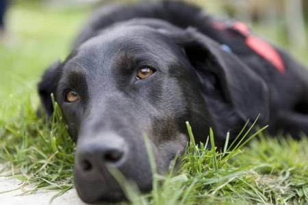 Kado - Labrador Retriever Mâle (4 ans)
