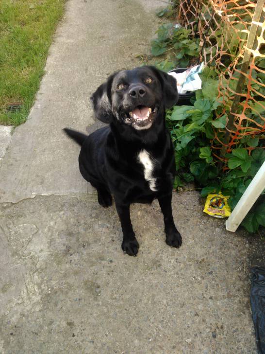 Rambo - Labrador Retriever Mâle (5 ans)
