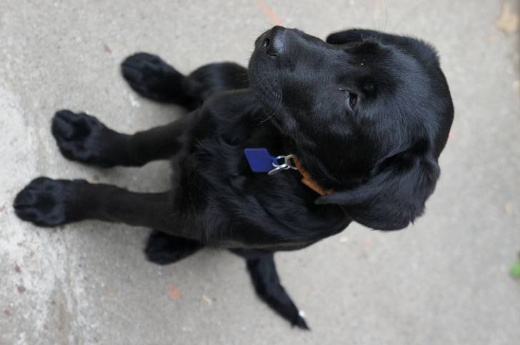 Java - Labrador Retriever (1 an)