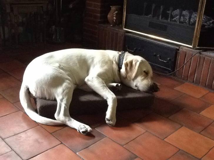ipon - Labrador Retriever Mâle (2 ans)
