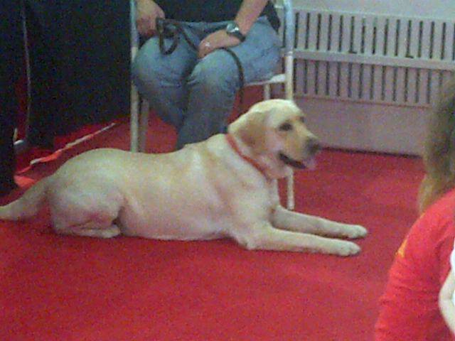 mi perro - Labrador Retriever Mâle (1 an)