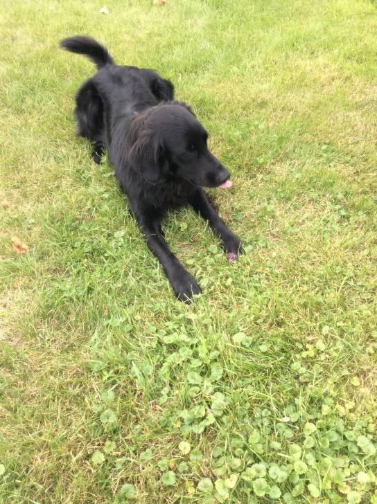 mouska - Labrador Retriever (3 ans)