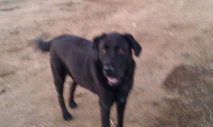 candy - Labrador Retriever (1 an)