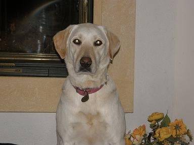 Belle - Labrador Retriever (4 ans)