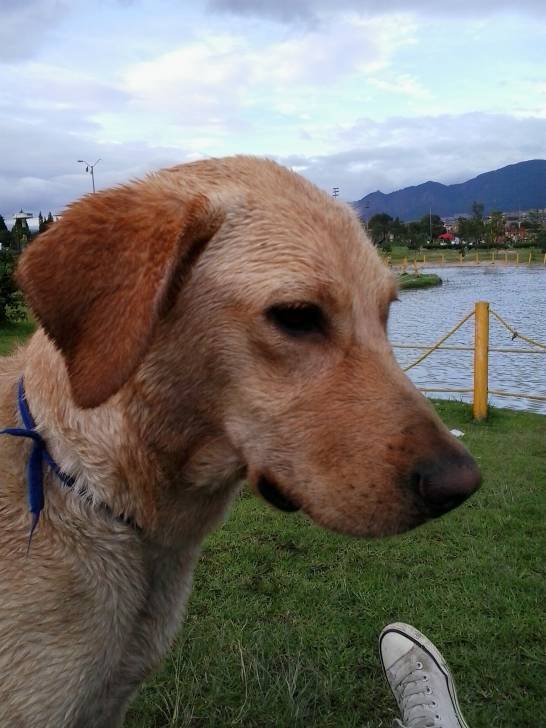 violetta - Labrador Retriever (3 ans)