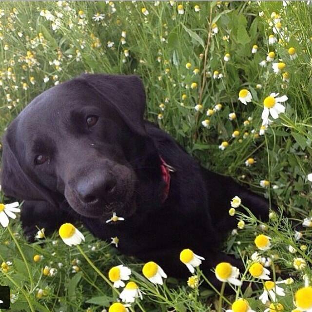 bella - Labrador Retriever (5 mois)