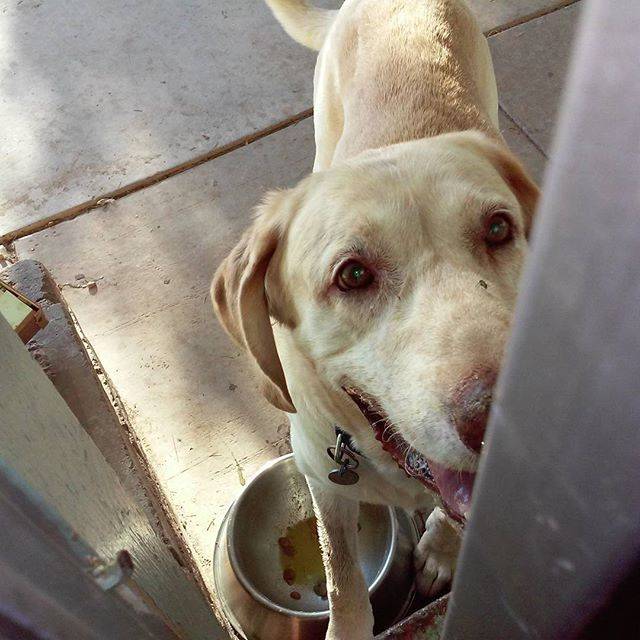 Duke - Labrador Retriever Mâle (9 ans)