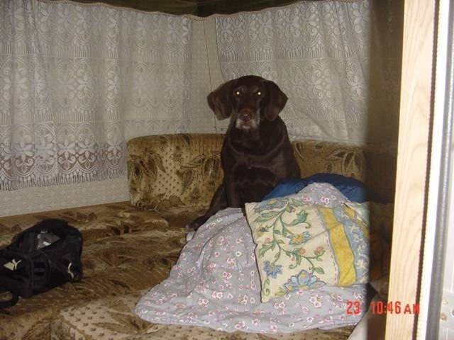Diane - Labrador Retriever (Autre)