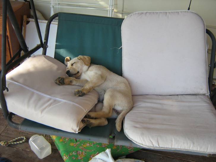 Emma - Labrador Retriever (5 ans)