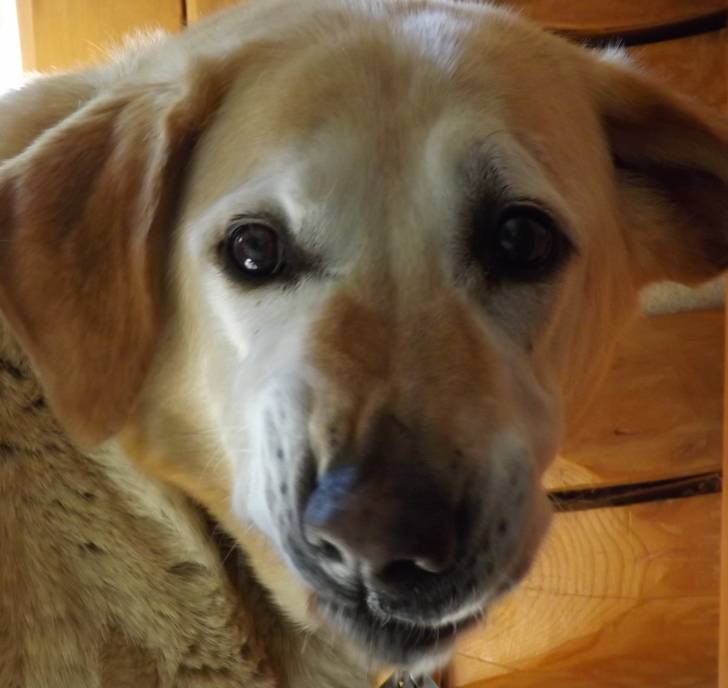 Roxy - Labrador Retriever (12 ans)