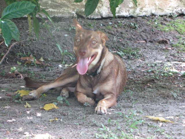 Caramel - Labrador Retriever (2 ans)