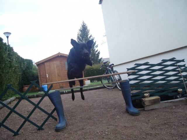 Tania - Labrador Retriever (3 mois)