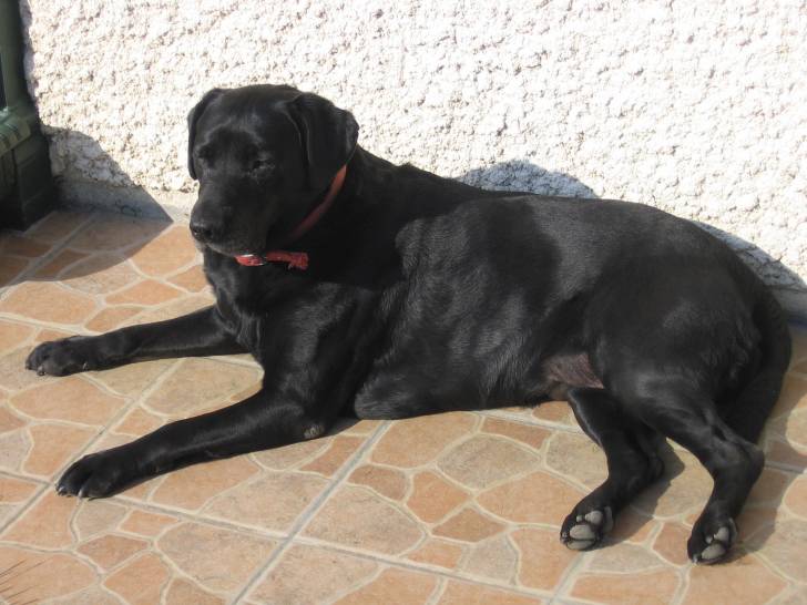 Rika - Labrador Retriever (10 ans)