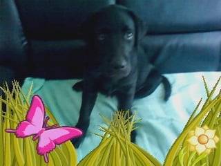 booba - Labrador Retriever Mâle (5 mois)