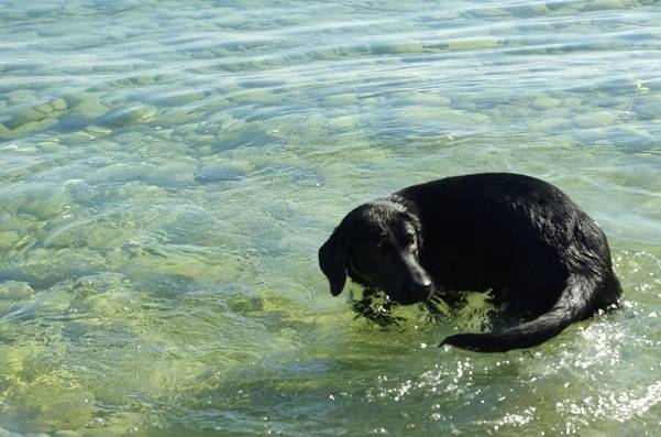 shanon - Labrador Retriever (1 an)