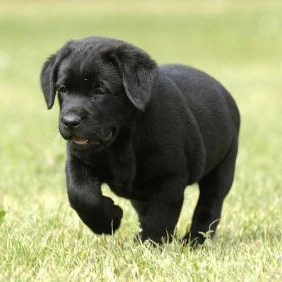 nouga - Labrador Retriever (10 mois)