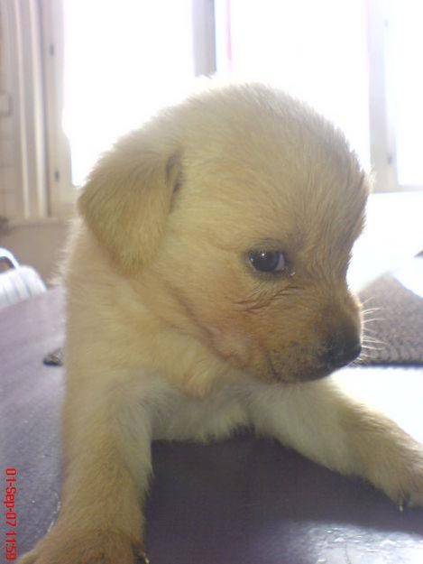 Hugo - Labrador Retriever Mâle (11 mois)