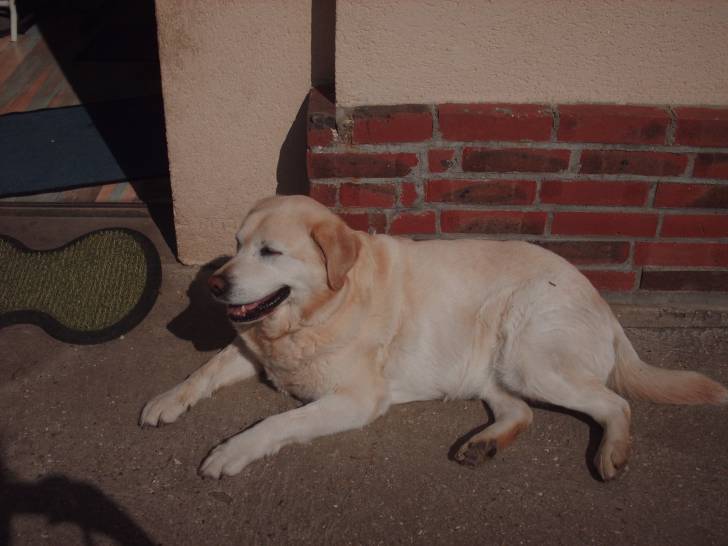 Zoé - Labrador Retriever (9 ans)