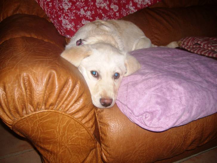 Caline - Labrador Retriever (2 ans)