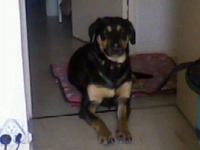 Tania - Labrador Retriever (6 ans)