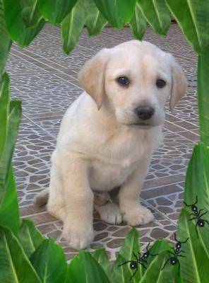 rambo - Labrador Retriever Mâle (4 mois)