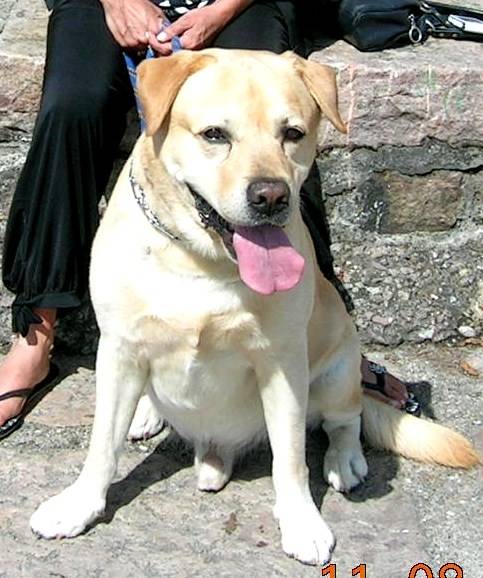 Villy - Labrador Retriever Mâle (6 ans)
