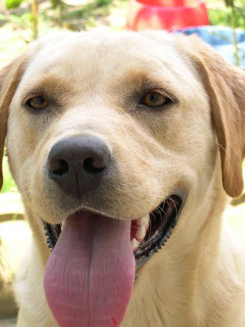 Labrador retriever : Uta - Labrador Retriever