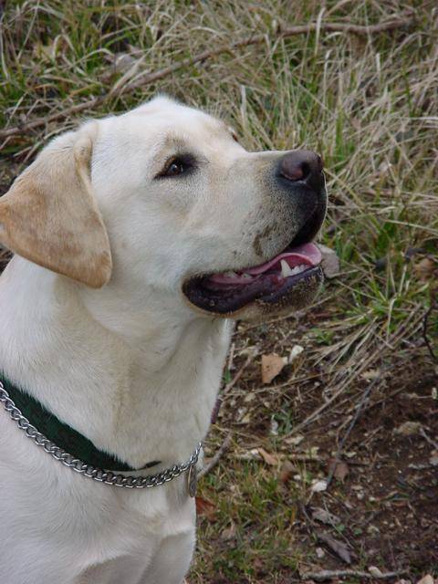 Labrador retriever Ulfi de la Plaine de Lavau - Labrador Retriever