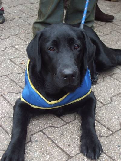Axa Labrador - Labrador Retriever