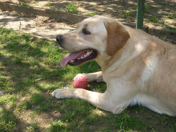 labradore uta - Labrador Retriever