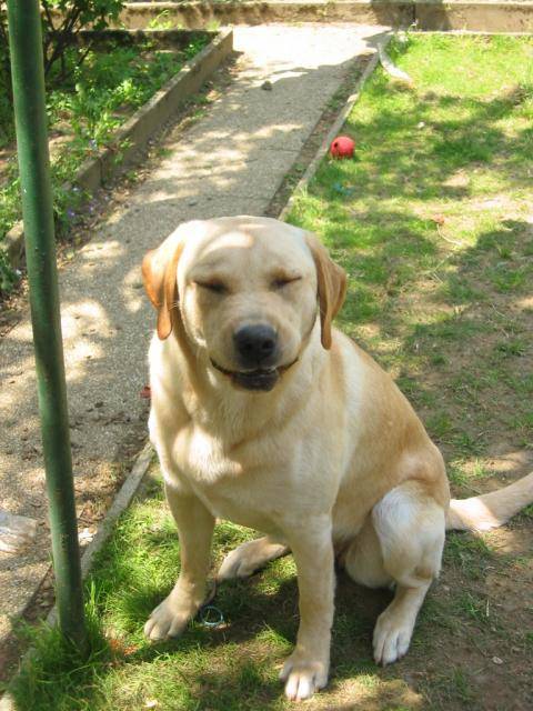 labrador uta - Labrador Retriever