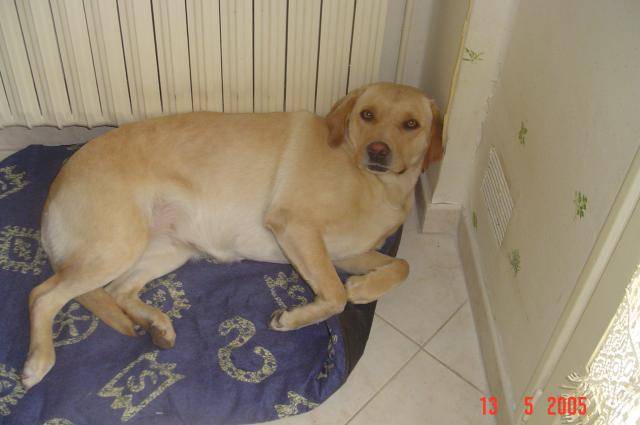 labrador uta - Labrador Retriever