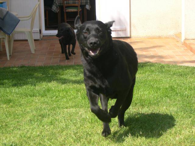 Labrador retriever : Urane et Orka - Labrador Retriever