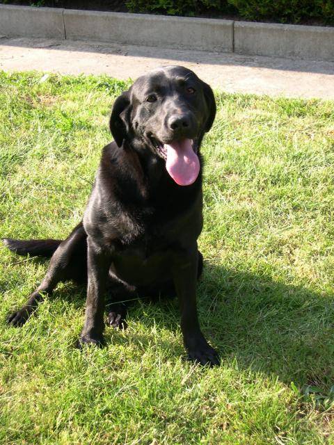 Urane - Labrador retriever Noir - Labrador Retriever