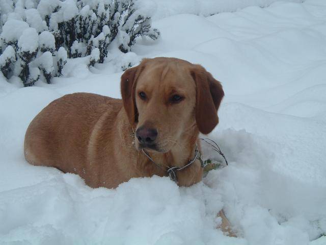 labrador retriever vaicka - Labrador Retriever
