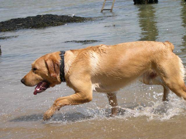 Labrador : Urban - Labrador Retriever