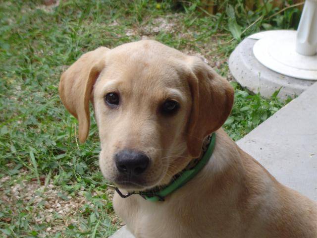 labrador retreiver apollon - Labrador Retriever
