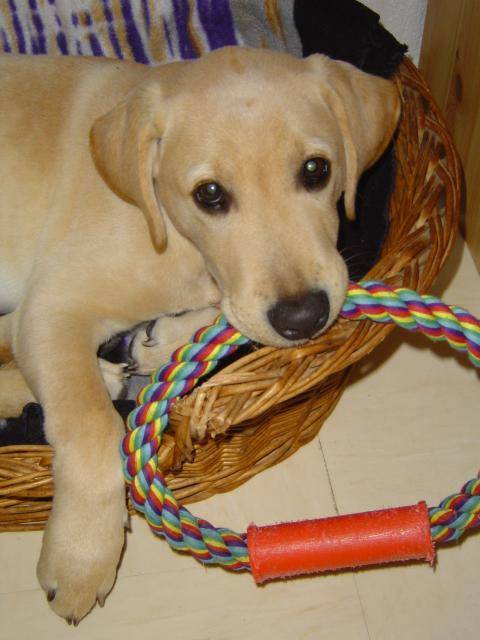 labrador apollon - Labrador Retriever