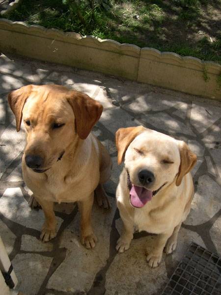labrador retriever uta et urban - Labrador Retriever