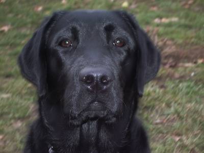axa labrador - Labrador Retriever