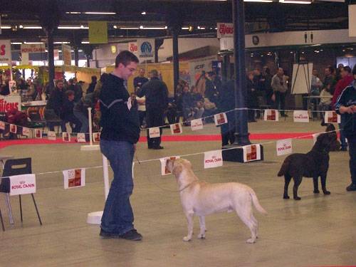 Labrador - Labrador Retriever