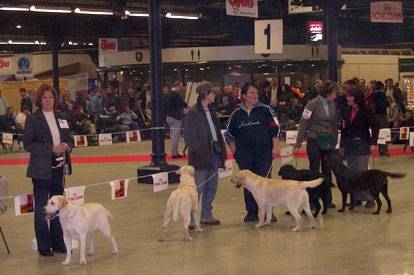 Labrador retriever - Labrador Retriever