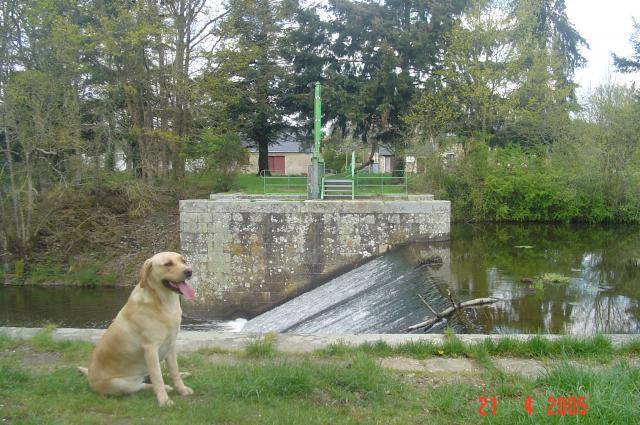 labrador uta - Labrador Retriever