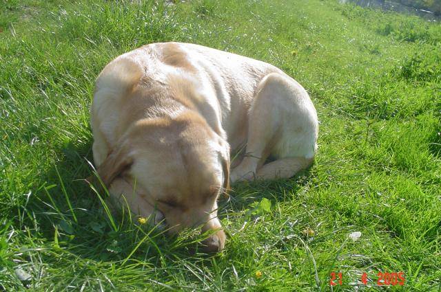 labrador retriever uta - Labrador Retriever