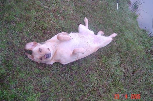 labrador uta - Labrador Retriever