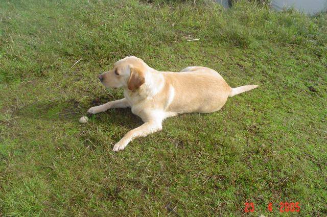 labrador uta - Labrador Retriever