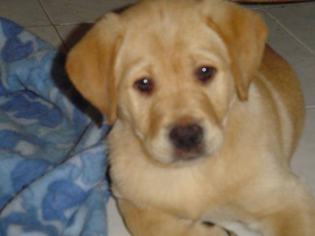 ATHOS labrador - Labrador Retriever