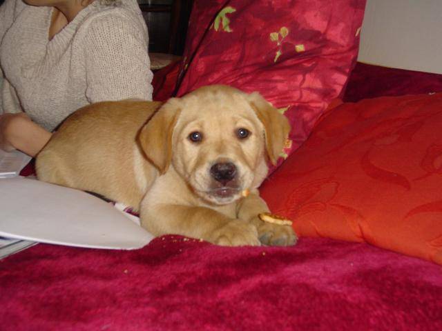 ATHOS labrador retriever - Labrador Retriever