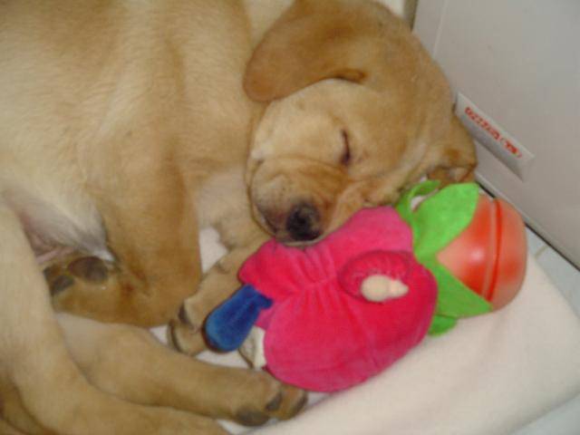 ATHOS labrador retriever - Labrador Retriever