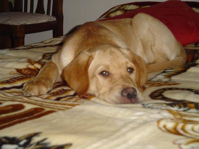 ATHOS labrador - Labrador Retriever